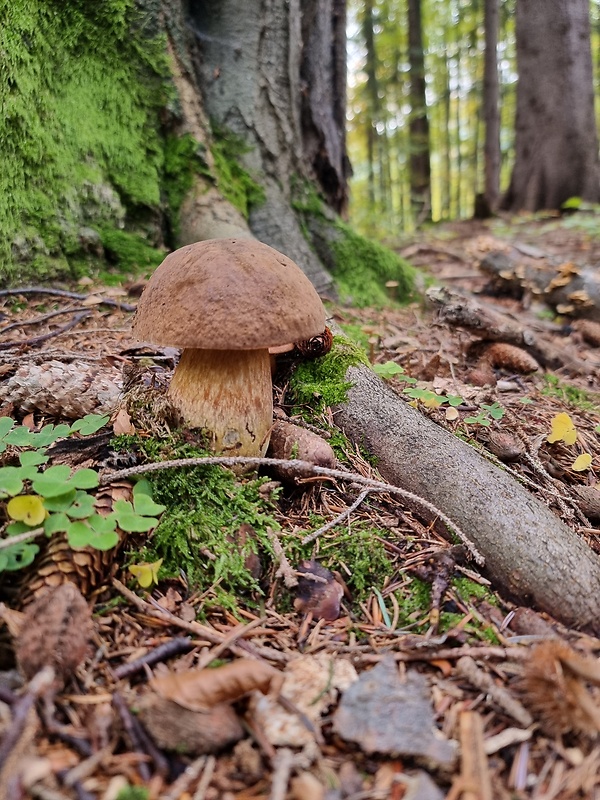 hríb bronzový Boletus aereus Bull. ex Fr.