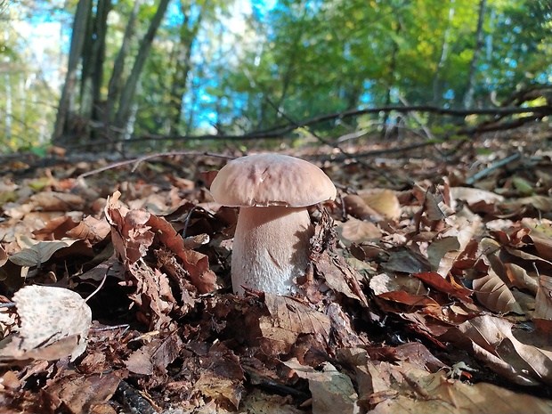 hríb smrekový Boletus edulis Bull.