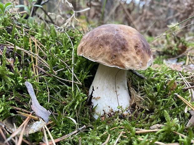 hríb smrekový Boletus edulis Bull.