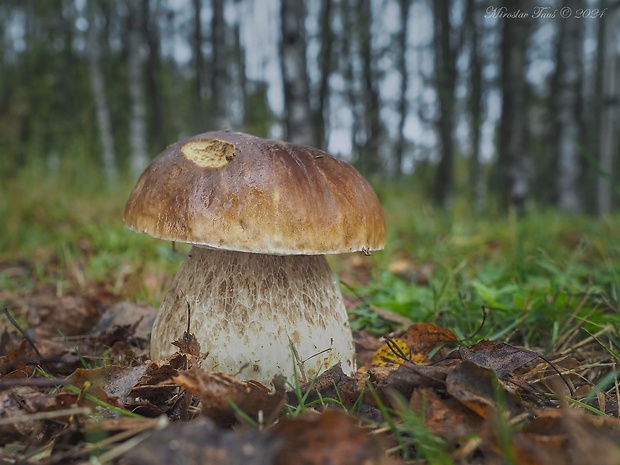 hríb smrekový Boletus edulis Bull.