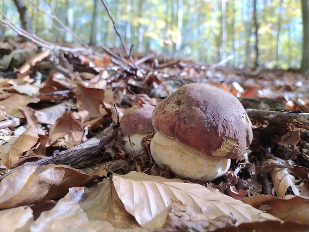 hríb sosnový Boletus pinophilus Pil. et Dermek in Pil.