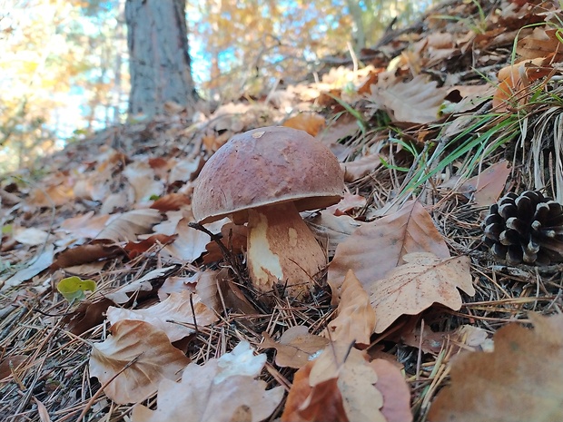 hríb sosnový Boletus pinophilus Pil. et Dermek in Pil.