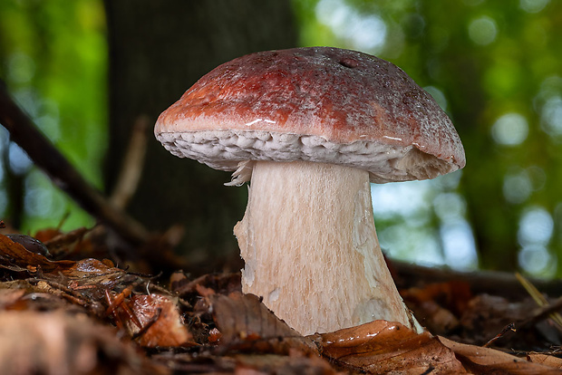 hríb sosnový Boletus pinophilus Pil. et Dermek in Pil.