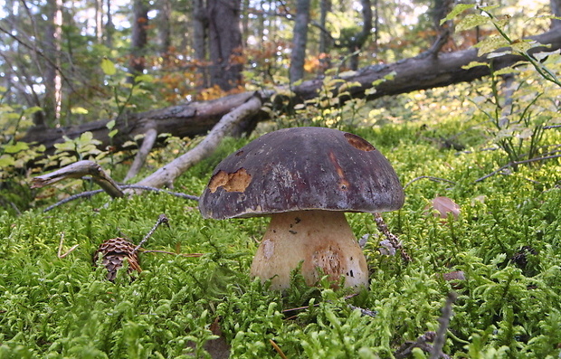 hríb sosnový Boletus pinophilus Pil. et Dermek in Pil.