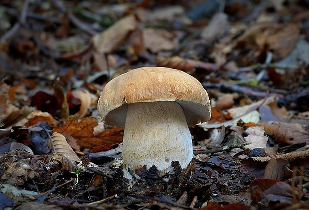 hríb dubový Boletus reticulatus Schaeff.