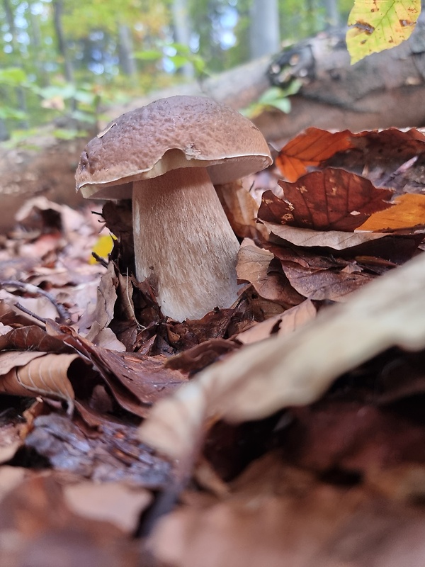 hríb dubový Boletus reticulatus Schaeff.