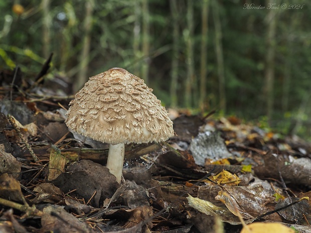 bedľa Olivierova Chlorophyllum olivieri (Barla) Vellinga