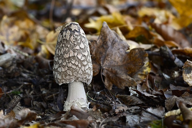 hnojník strakatý Coprinopsis picacea (Bull.) Redhead, Vilgalys & Moncalvo