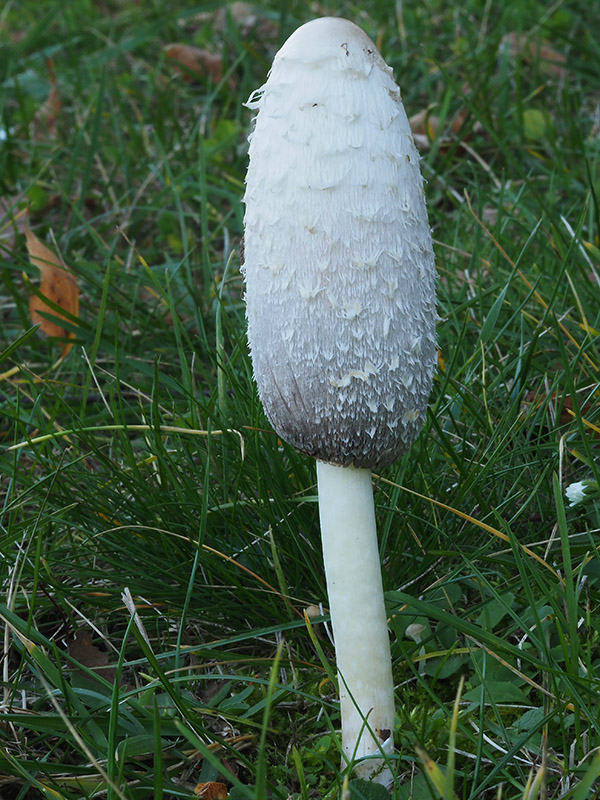 hnojník obyčajný Coprinus comatus (O.F. Müll.) Pers.