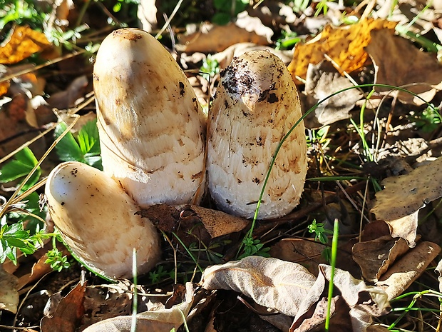 hnojník obyčajný Coprinus comatus (O.F. Müll.) Pers.