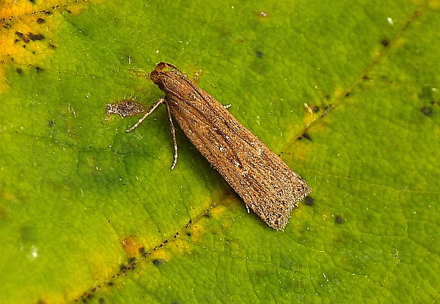 psota Depressaria daucella