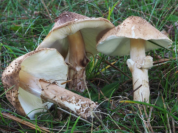 bedlička ostrošupinatá Echinoderma asperum (Pers.) Bon