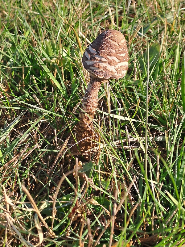 bedla Echinoderma rubellum (Bres.) Migl.