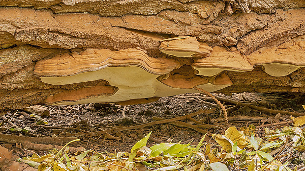 lesklokôrovka plochá Ganoderma applanatum (Pers.) Pat.