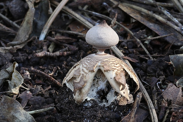 hviezdovka Geastrum britannicum J.C. Zamora