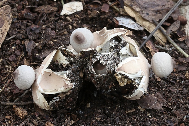 hviezdovka Geastrum britannicum J.C. Zamora