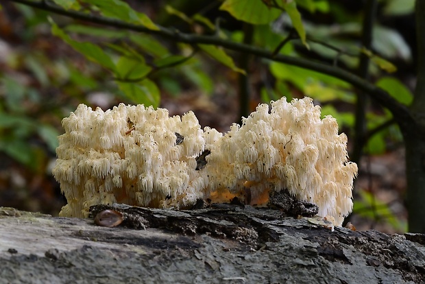 koralovec bukový Hericium coralloides (Scop.) Pers.