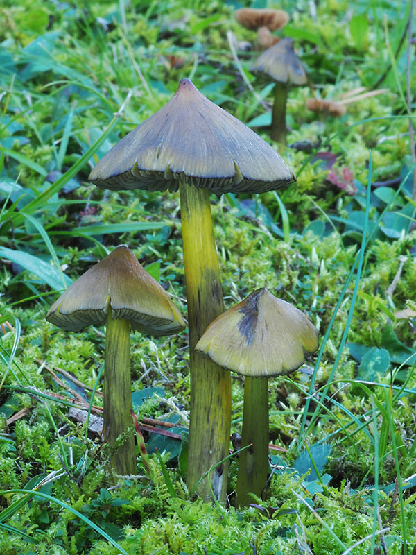 lúčnica kužeľovitá var. smutná Hygrocybe conica var. chloroides /Malencon/Bon