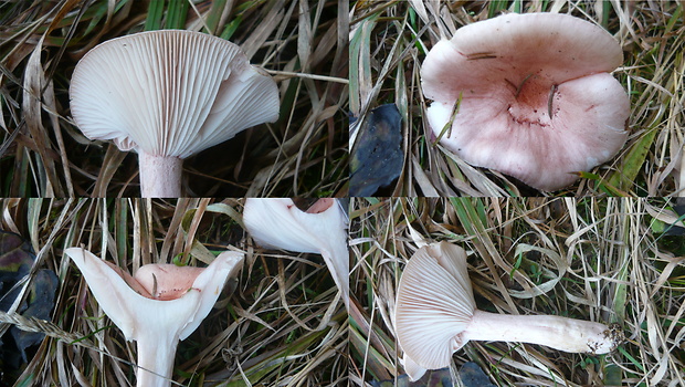 šťavnačka červenkastá Hygrophorus erubescens (Fr.) Fr.