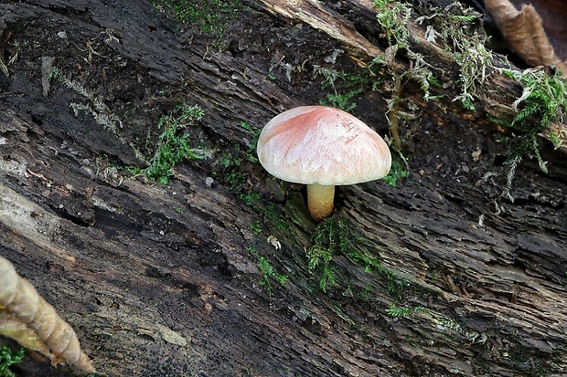 strapcovka tehlovočervená Hypholoma lateritium (Schaeff.) P. Kumm.