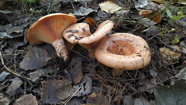 rýdzik pravý Lactarius deliciosus (L.) Gray