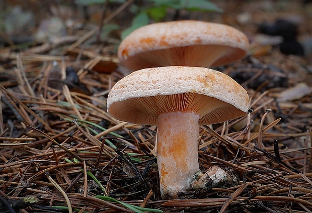 rýdzik pravý Lactarius deliciosus (L.) Gray