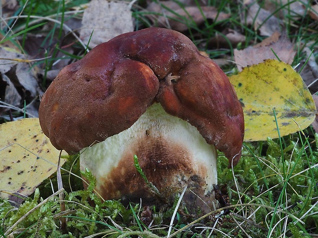 kozák dubový Leccinum aurantiacum (Bull.) Gray