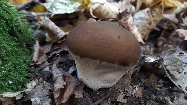 prášnica Lycoperdon sp.