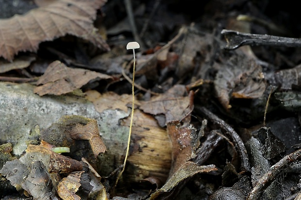 tanečnica listová Marasmius epiphyllus (Pers.) Fr.