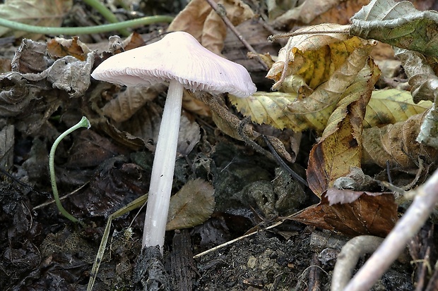 prilbička ružovkastá Mycena rosea Gramberg