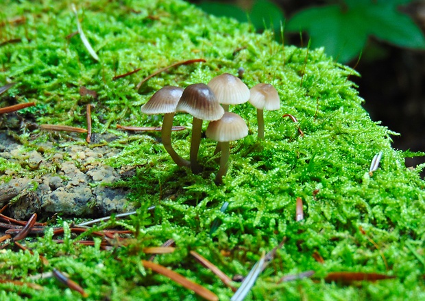 prilbička Mycena sp.