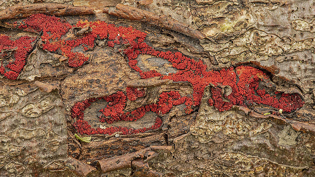 hlivka Nectria sp.