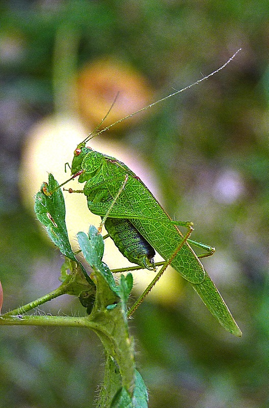 kobylka krovinová Phaneroptera falcata