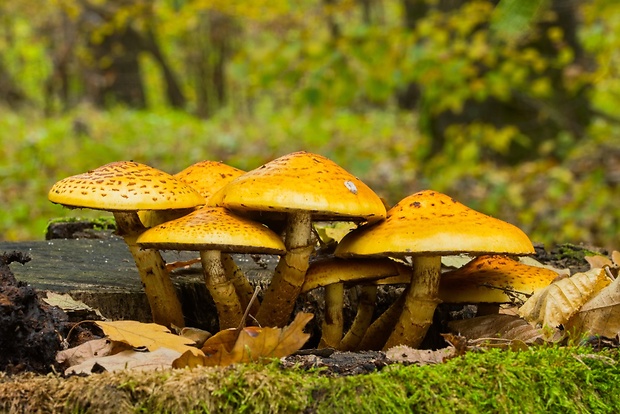 šupinovka slizká Pholiota adiposa (Batsch) P. Kumm.