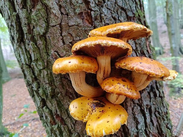 šupinovka zlatozávojová Pholiota aurivella (Batsch) P. Kumm.