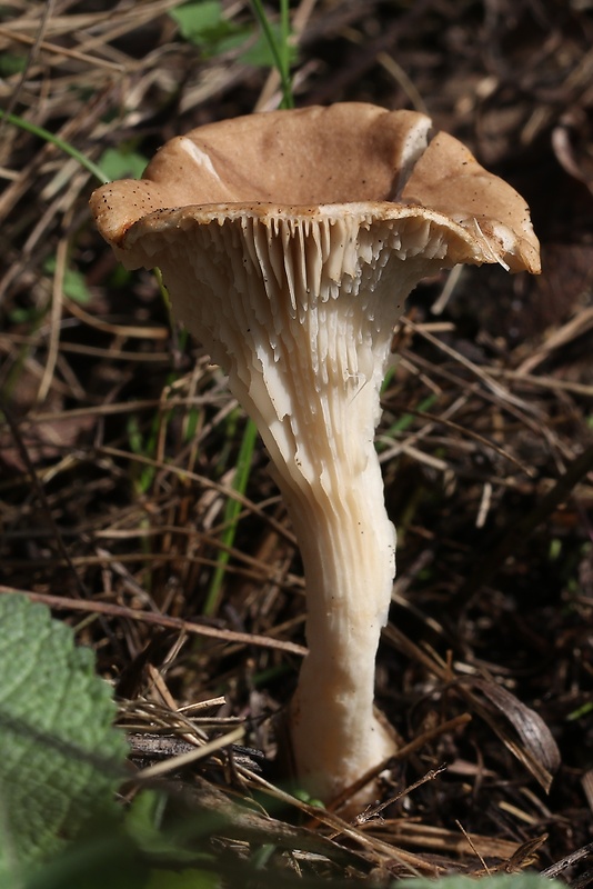 hliva kotúčová Pleurotus eryngii (DC.) Quél.