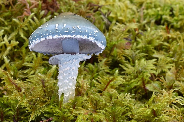 golierovka zelenomodrá Stropharia caerulea Kreisel