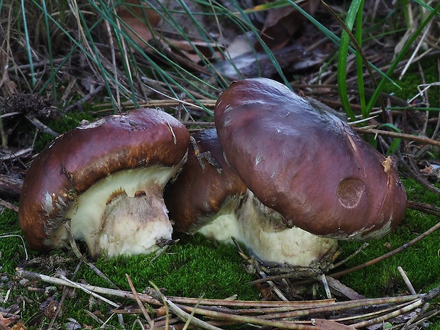 masliak obyčajný Suillus luteus (L.) Roussel