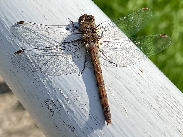 vážka Sympetrum sp.