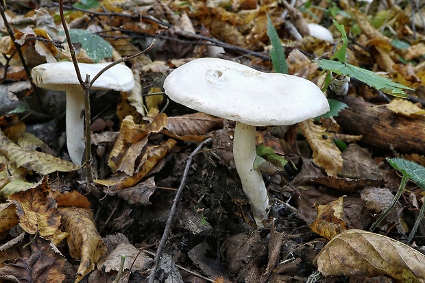 čírovka biela Tricholoma album (Schaeff.) P. Kumm.