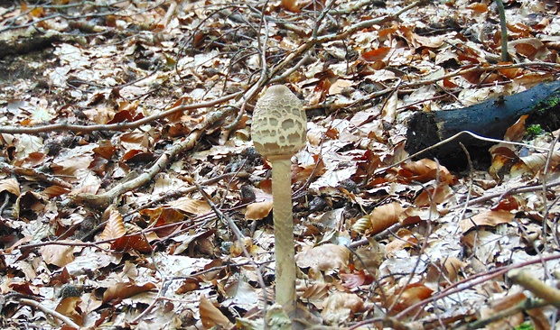 bedľa vysoká Macrolepiota procera (Scop.) Singer