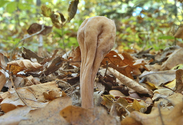 kyjak obrovský Clavariadelphus pistillaris (Fr.) Donk