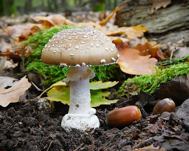 muchotrávka tigrovaná Amanita pantherina (DC.) Krombh.