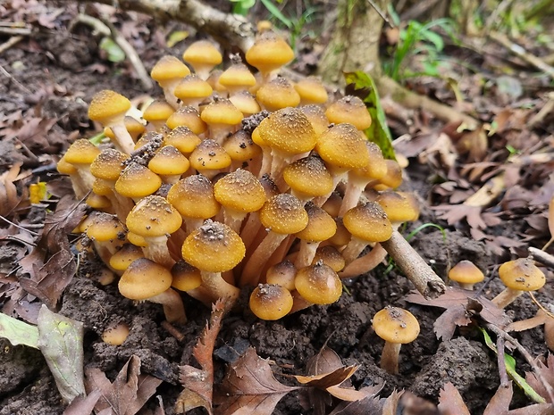 podpňovka obyčajná Armillaria mellea (Vahl) P. Kumm.