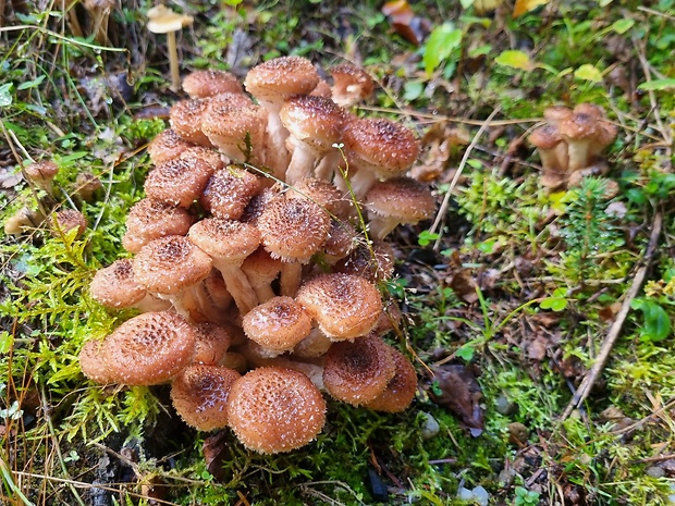 podpňovka tmavá Armillaria ostoyae (Romagn.) Herink