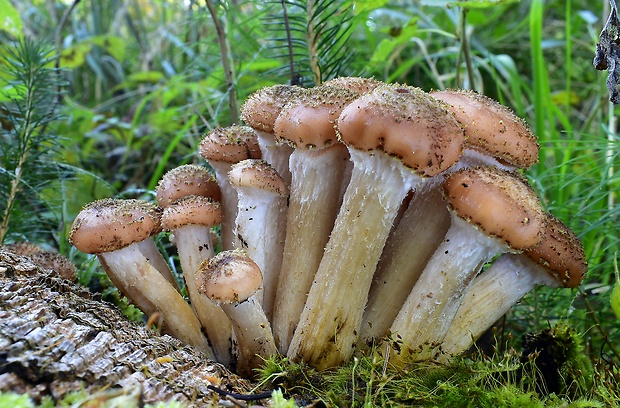 podpňovka tmavá Armillaria ostoyae (Romagn.) Herink