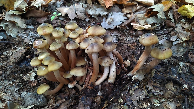 podpňovka Armillaria sp.