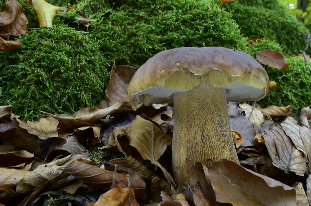 hríb smrekový Boletus edulis Bull.