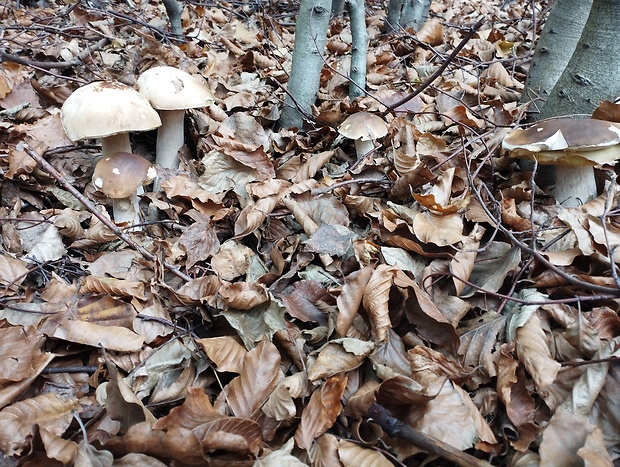 hríb smrekový Boletus edulis Bull.