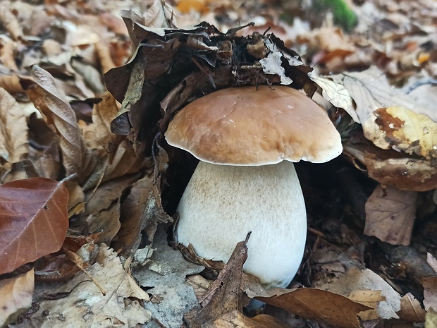 hríb smrekový Boletus edulis Bull.